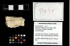 Foto (Objekt + Etikett) von Pithonoton marginatum (von Meyer, 1842)  (NHMW-GEO-2014-0194-0831)